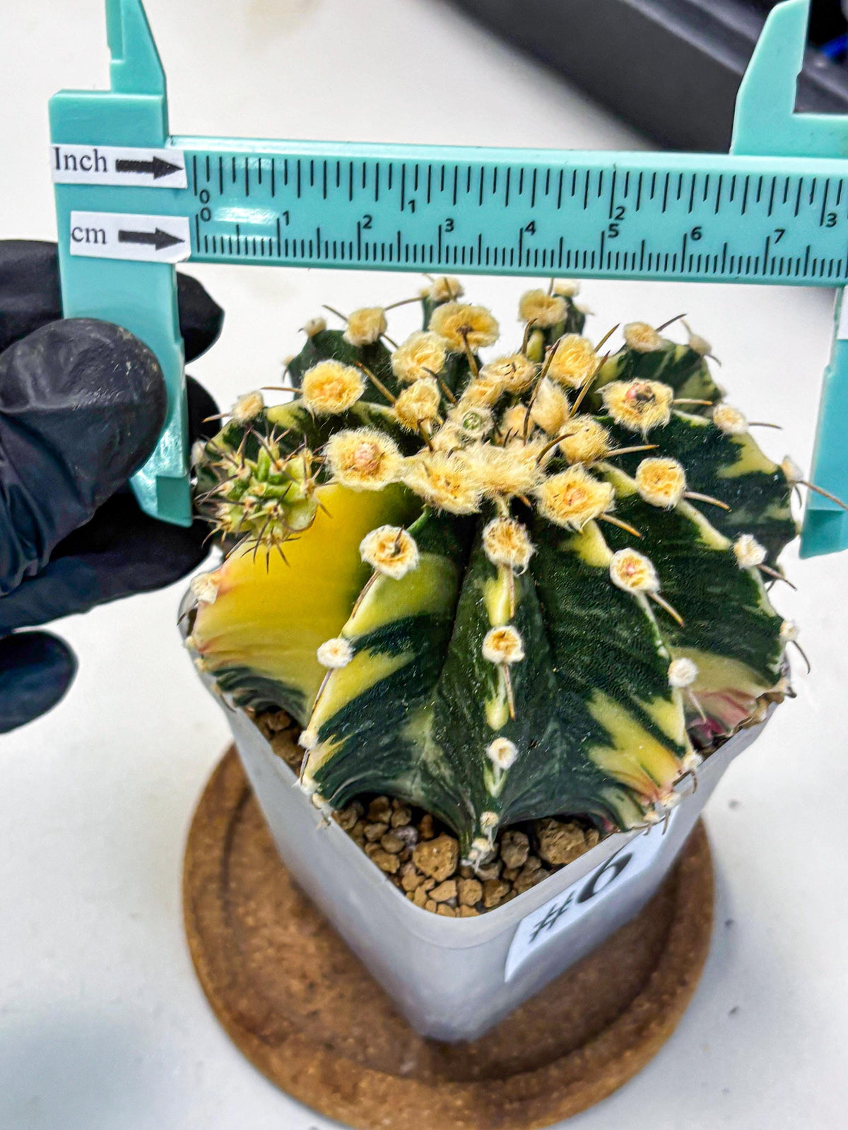 Gymnocalycium Mihanovichii (gy15) (6) | rare cactus