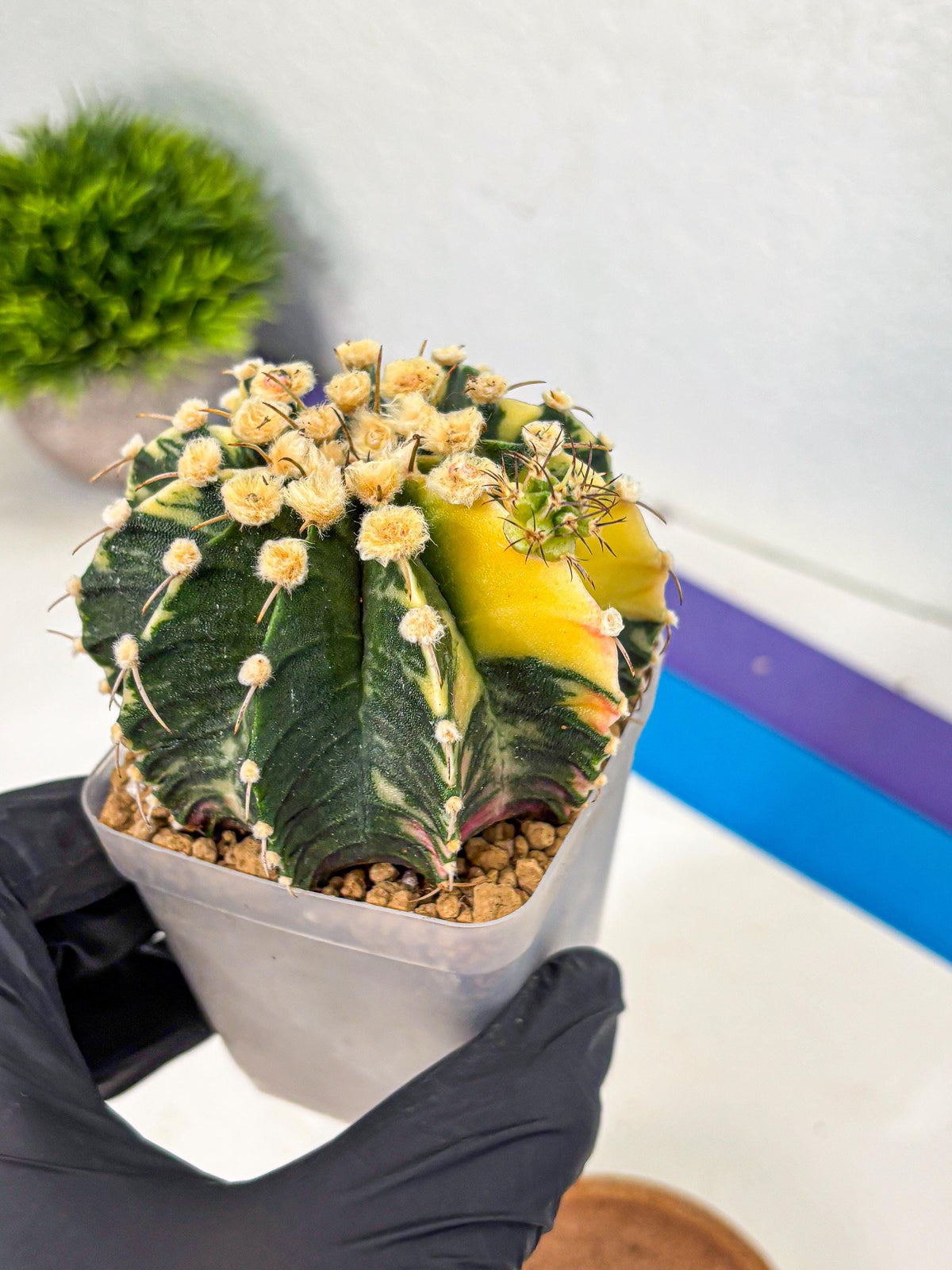 Gymnocalycium Mihanovichii (gy15) (6) | rare cactus