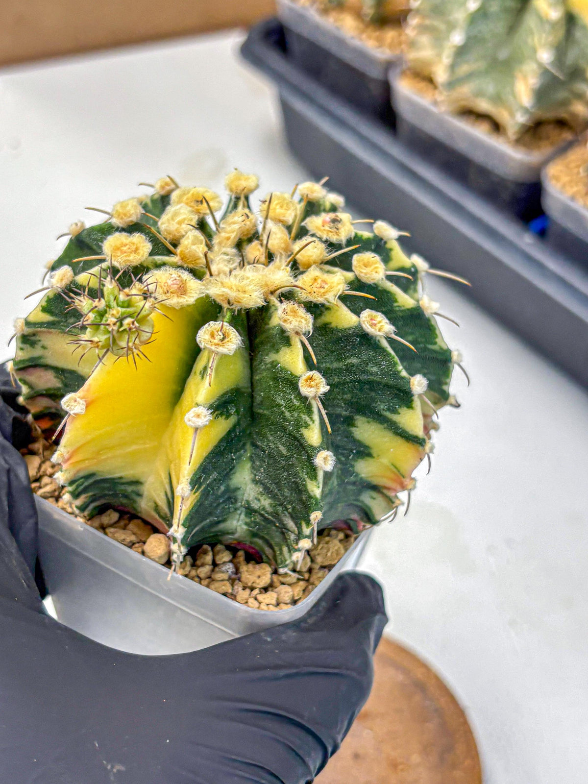 Gymnocalycium Mihanovichii (gy15) (6) | rare cactus