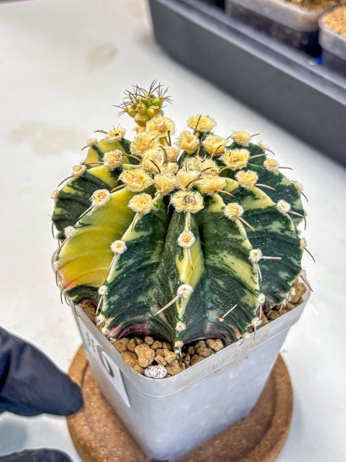 Gymnocalycium Mihanovichii (gy15) (6) | rare cactus