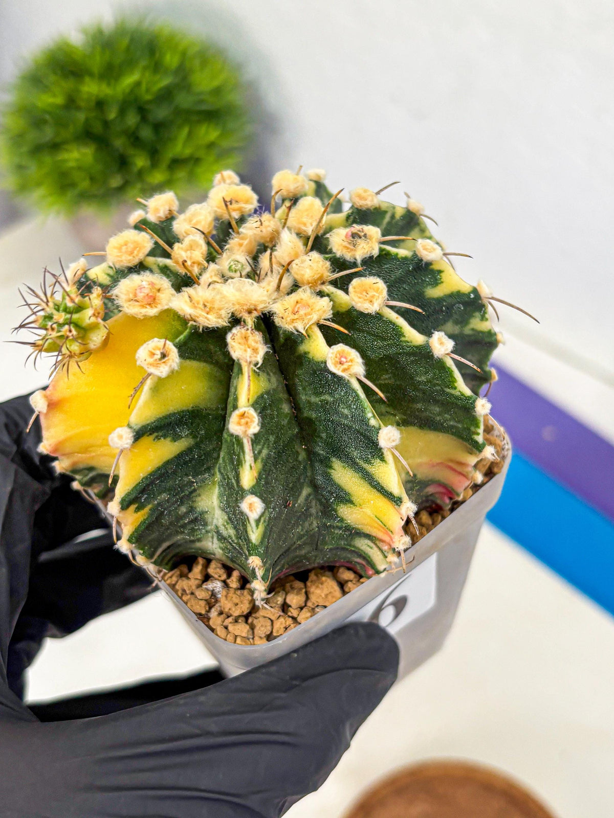 Gymnocalycium Mihanovichii (gy15) (6) | rare cactus