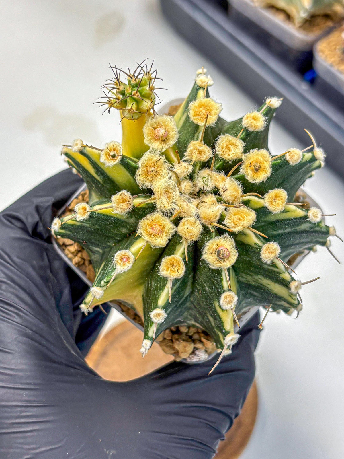 Gymnocalycium Mihanovichii (gy15) (6) | rare cactus