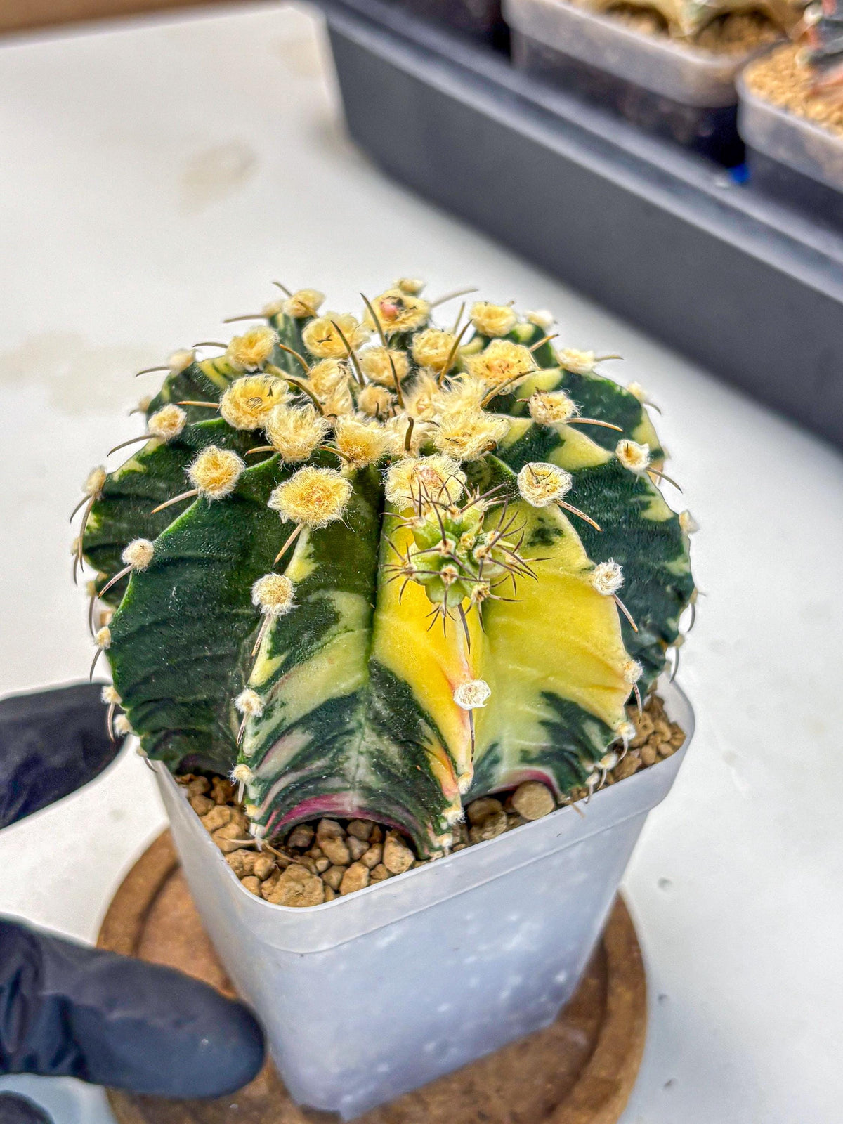 Gymnocalycium Mihanovichii (gy15) (6) | rare cactus