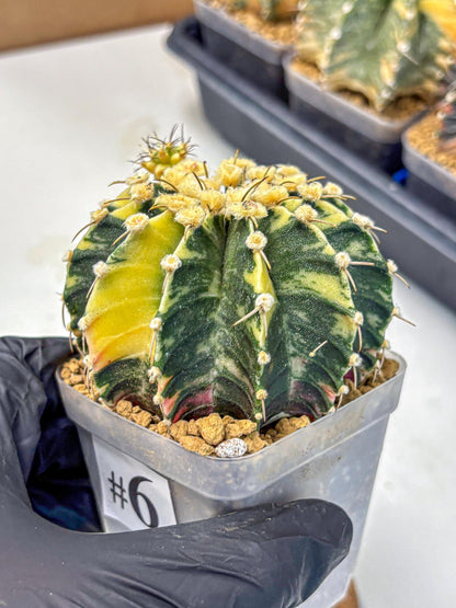 Gymnocalycium Mihanovichii (gy15) (6) | rare cactus