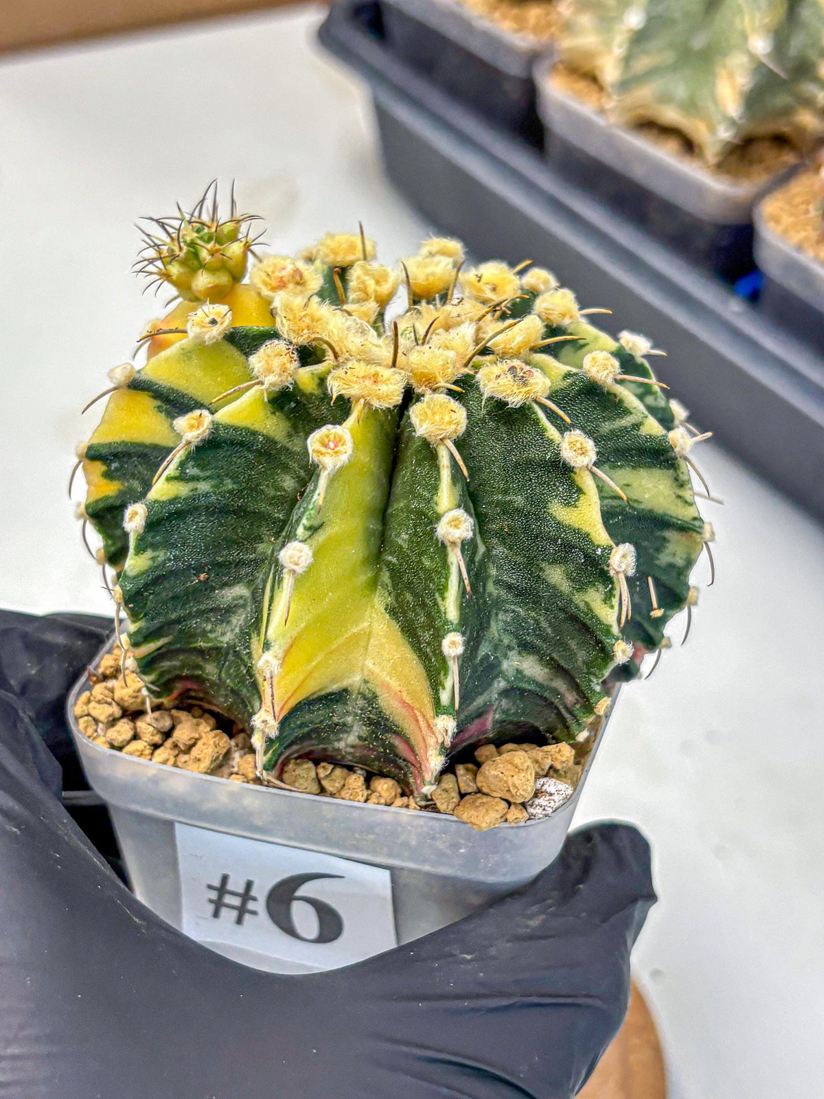 Gymnocalycium Mihanovichii (gy15) (6) | rare cactus