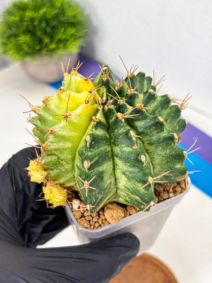 Gymnocalycium Mihanovichii (gy15) (7) | rare cactus