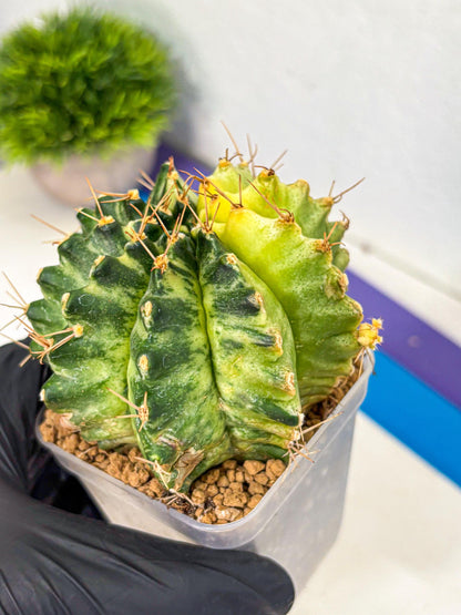 Gymnocalycium Mihanovichii (gy15) (7) | rare cactus