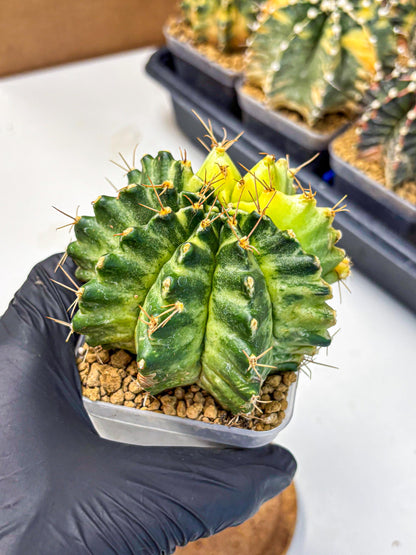 Gymnocalycium Mihanovichii (gy15) (7) | rare cactus
