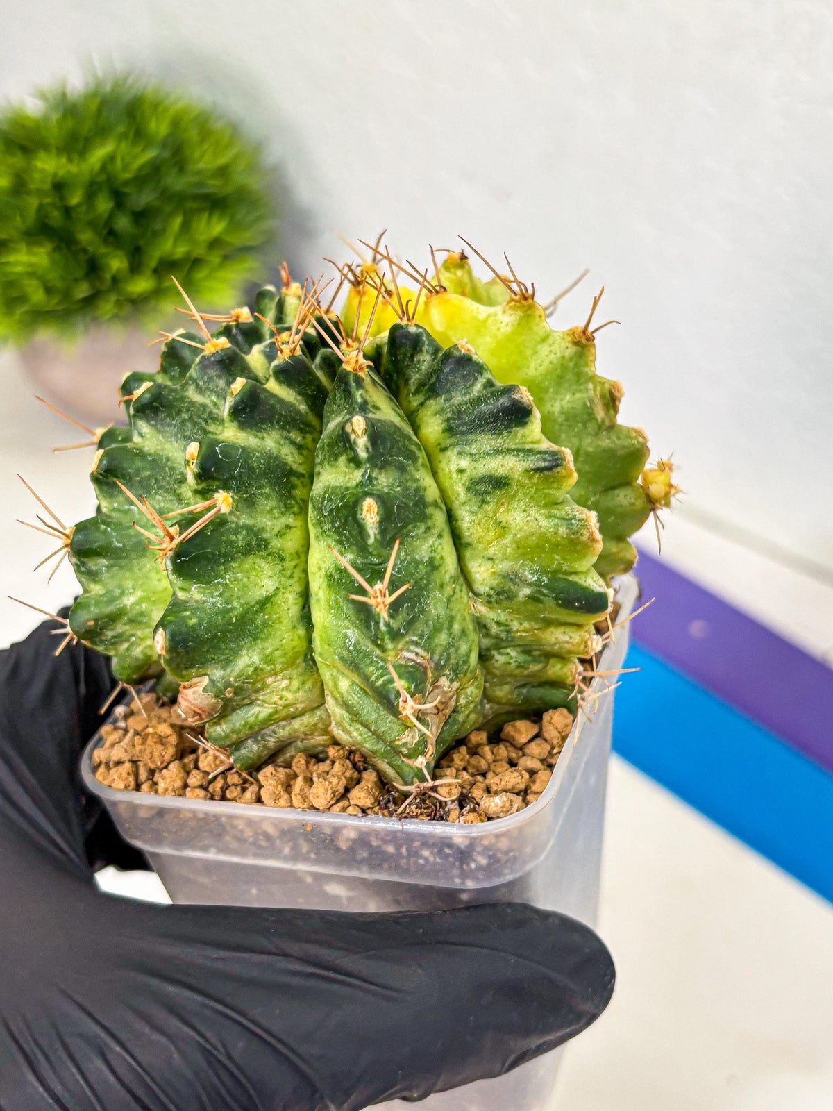 Gymnocalycium Mihanovichii (gy15) (7) | rare cactus