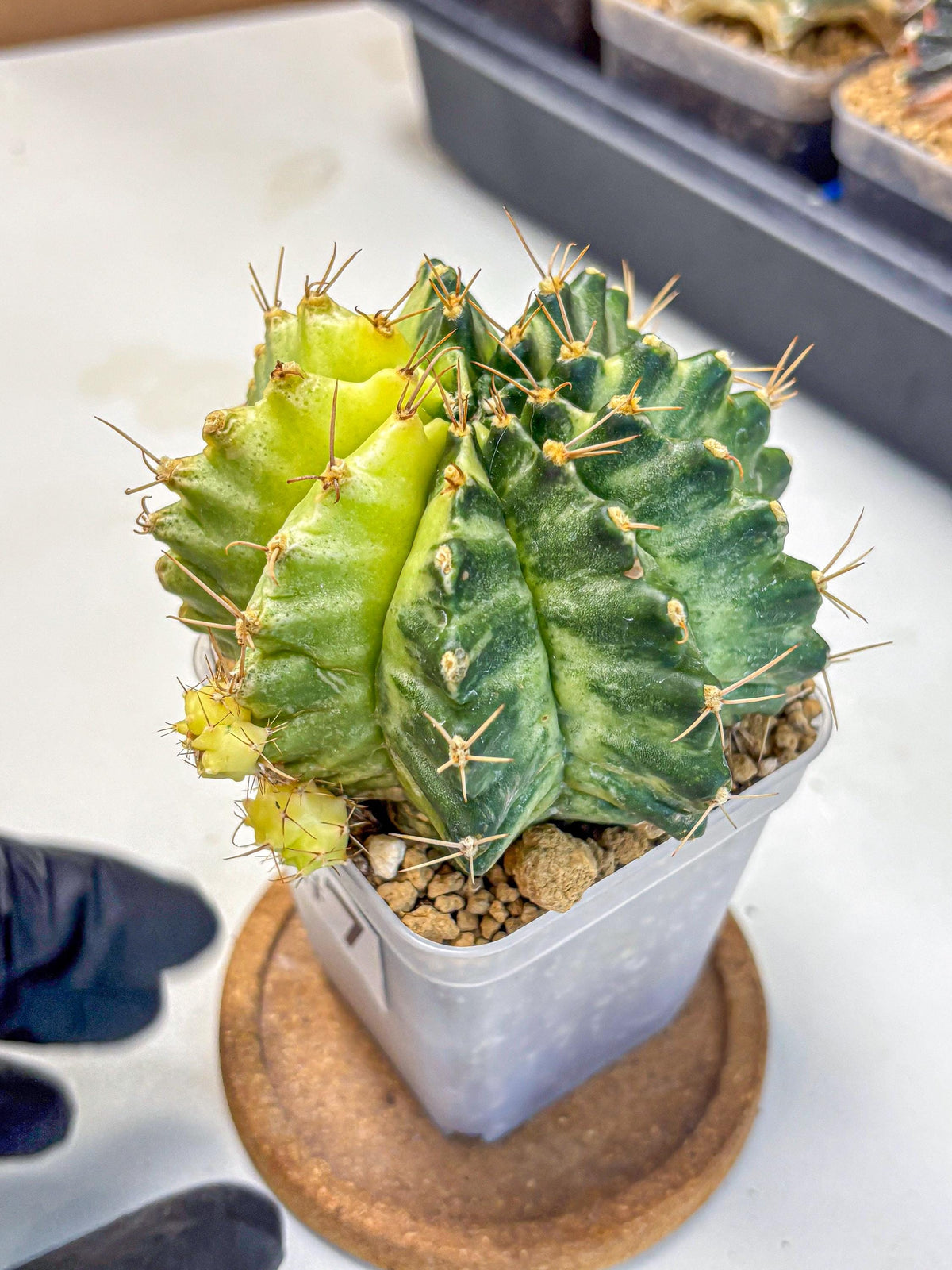 Gymnocalycium Mihanovichii (gy15) (7) | rare cactus