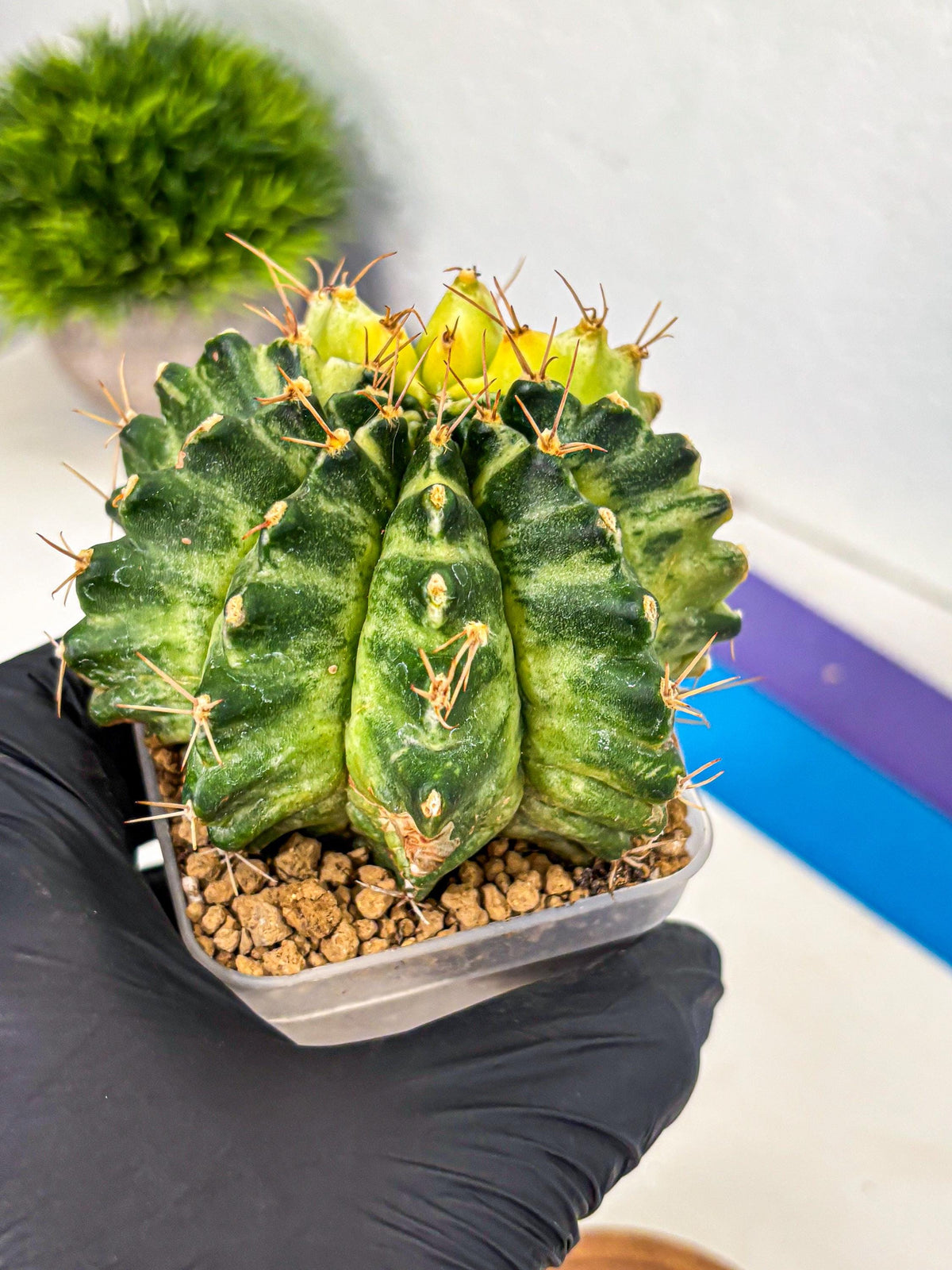 Gymnocalycium Mihanovichii (gy15) (7) | rare cactus