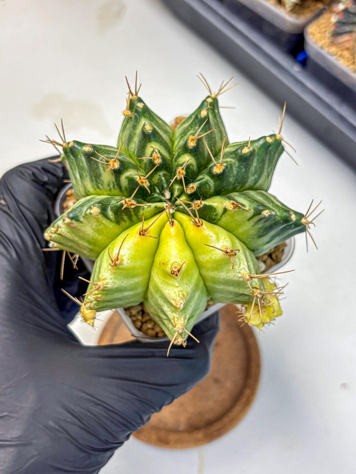 Gymnocalycium Mihanovichii (gy15) (7) | rare cactus