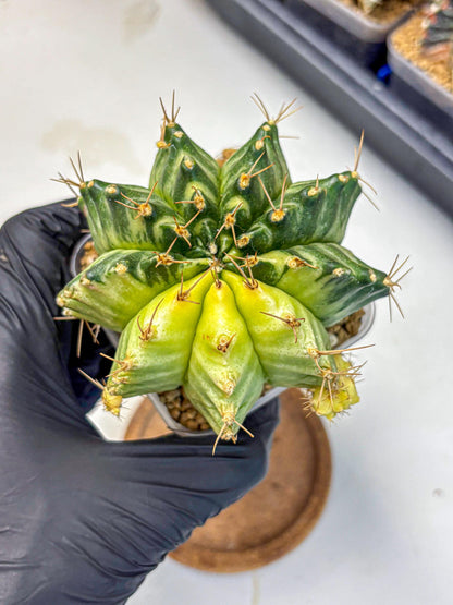 Gymnocalycium Mihanovichii (gy15) (7) | rare cactus