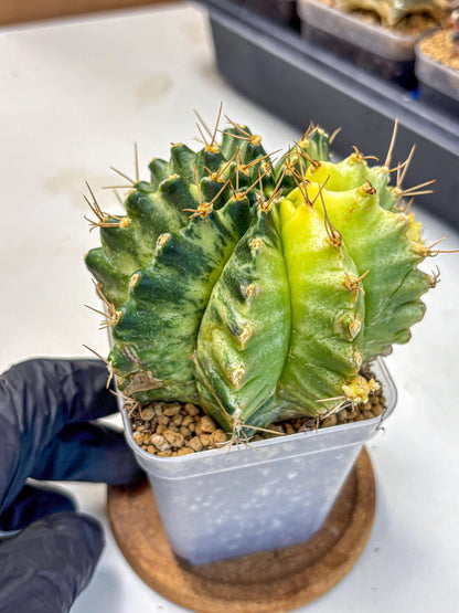 Gymnocalycium Mihanovichii (gy15) (7) | rare cactus