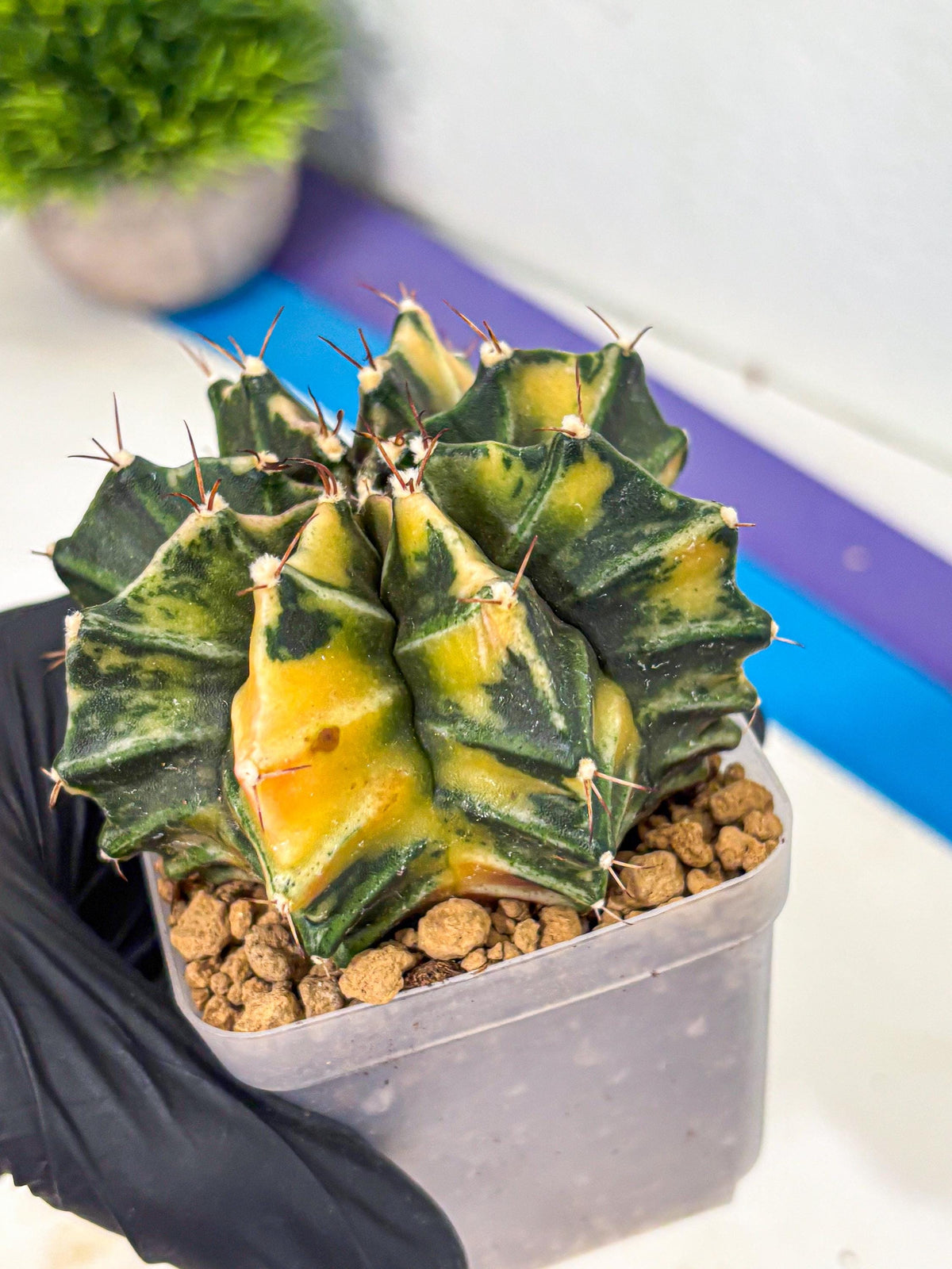 Gymnocalycium Mihanovichii (gy15) (12) | rare cactus Plants