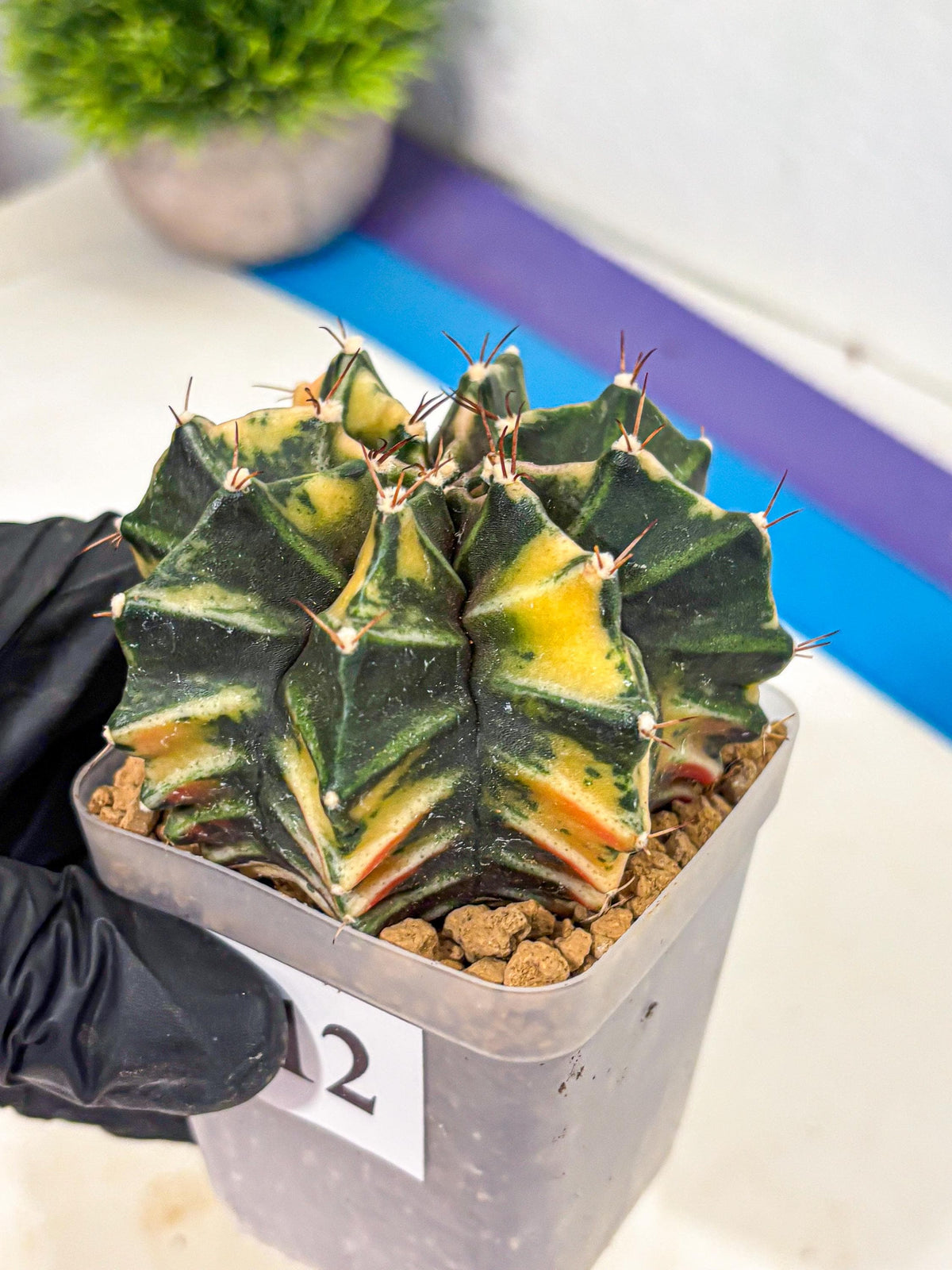 Gymnocalycium Mihanovichii (gy15) (12) | rare cactus Plants