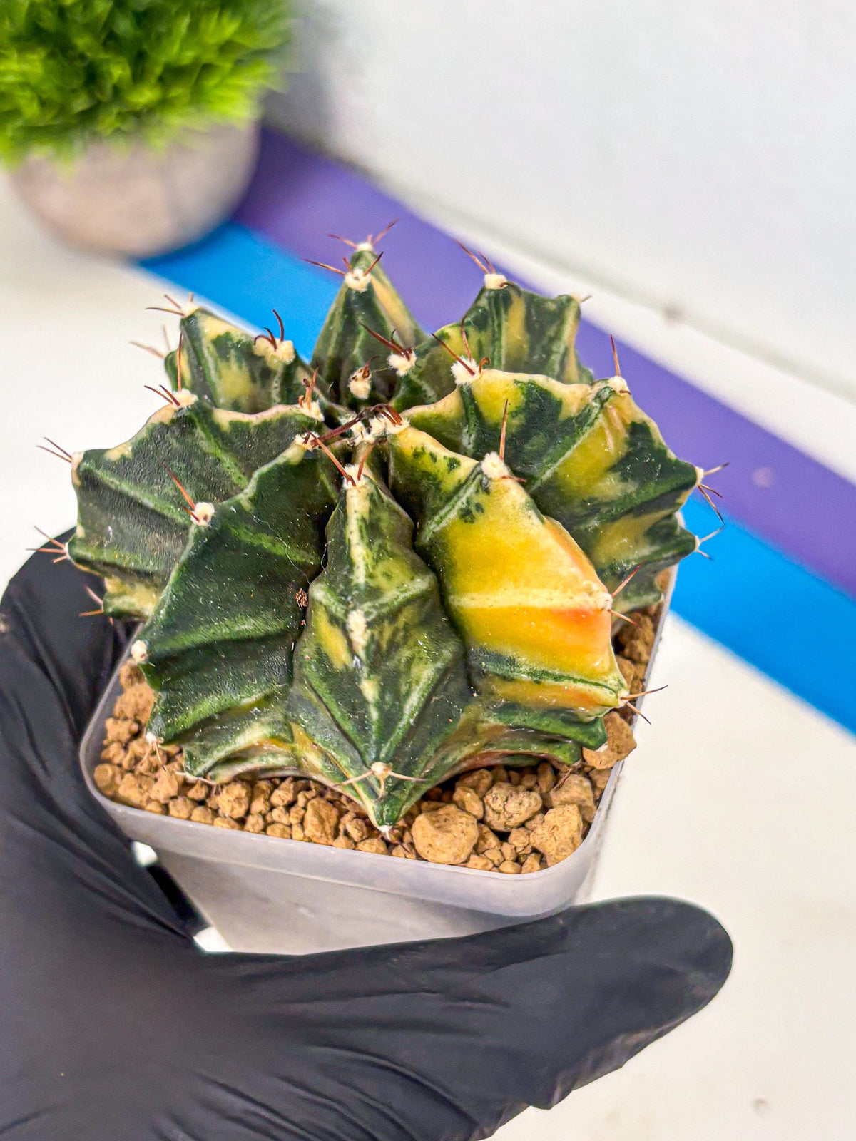 Gymnocalycium Mihanovichii (gy15) (12) | rare cactus Plants