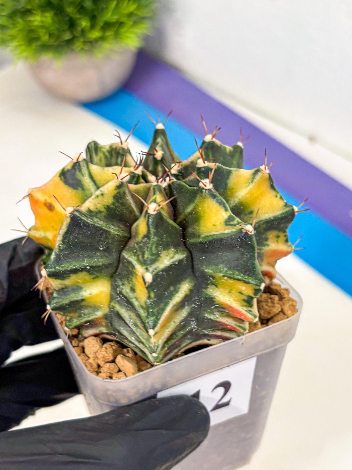 Gymnocalycium Mihanovichii (gy15) (12) | rare cactus Plants