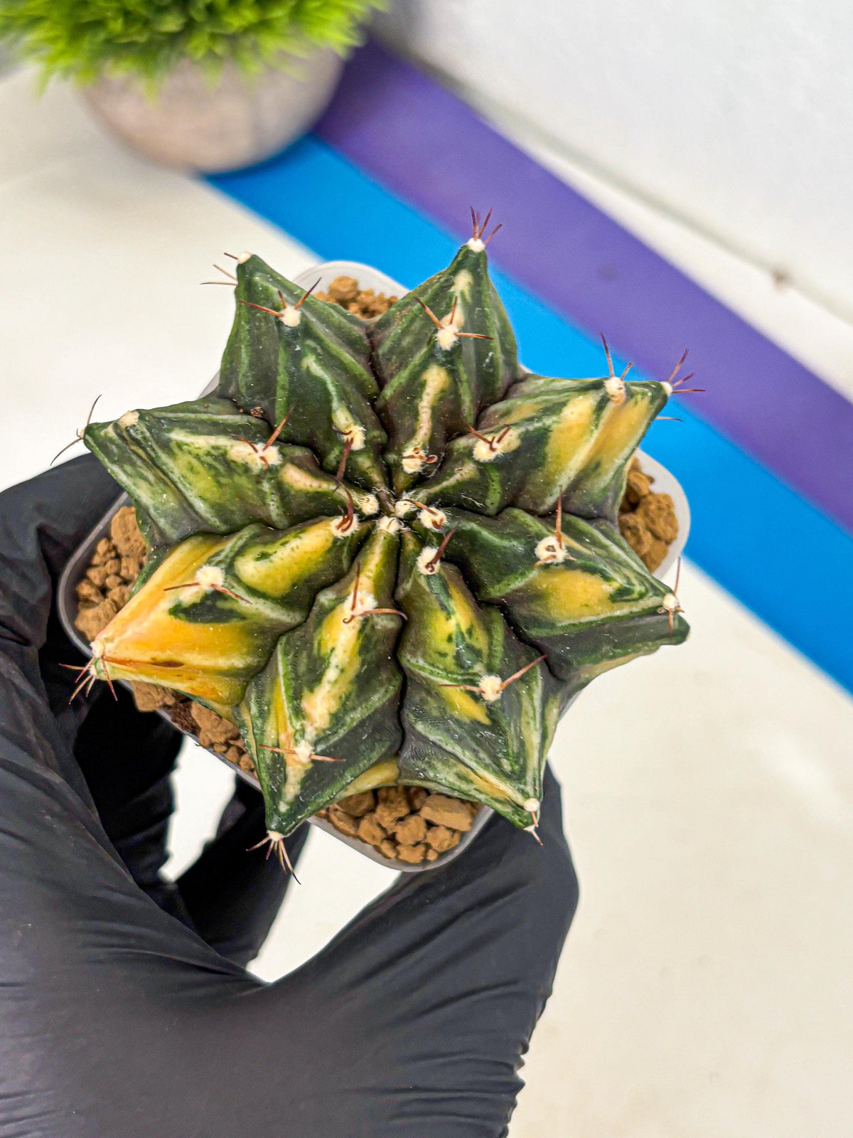 Gymnocalycium Mihanovichii (gy15) (12) | rare cactus Plants
