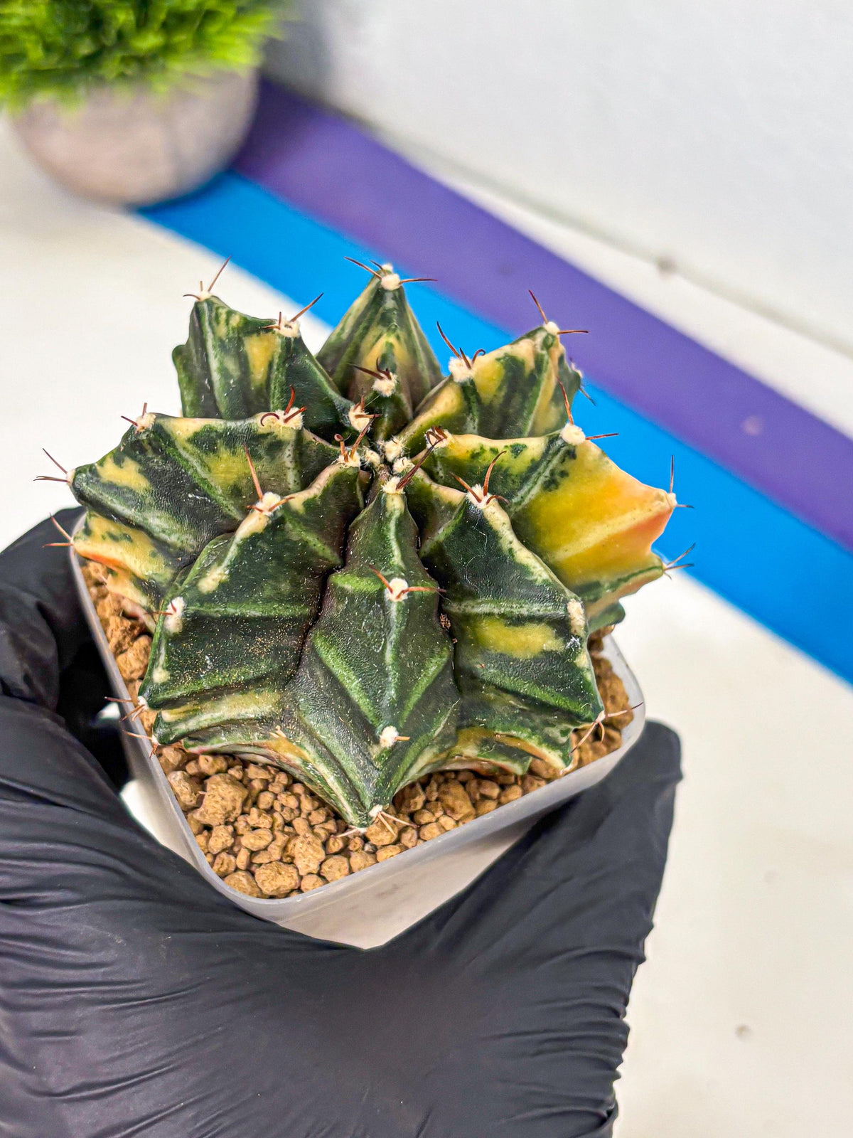 Gymnocalycium Mihanovichii (gy15) (12) | rare cactus Plants