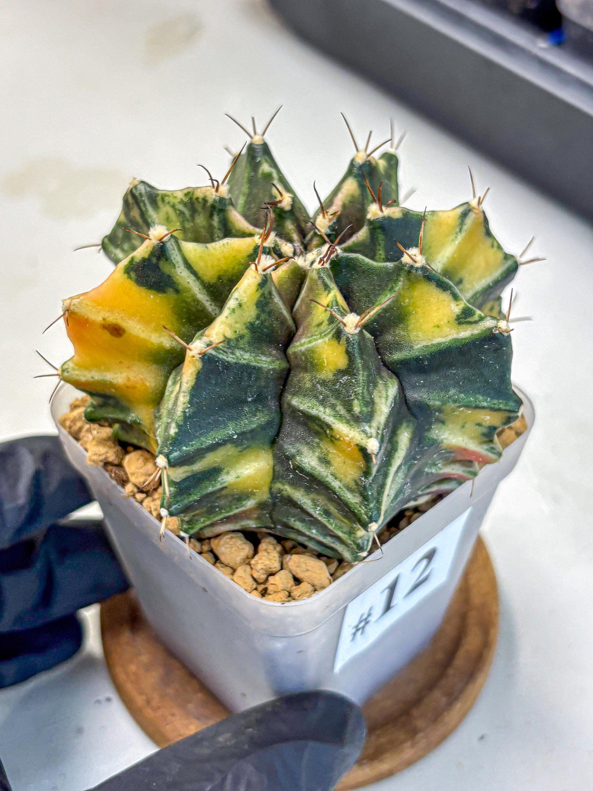 Gymnocalycium Mihanovichii (gy15) (12) | rare cactus Plants