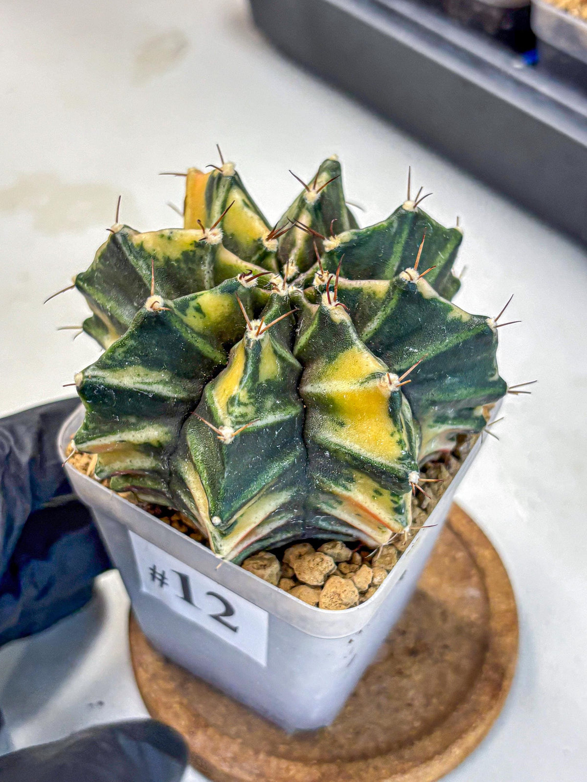 Gymnocalycium Mihanovichii (gy15) (12) | rare cactus Plants