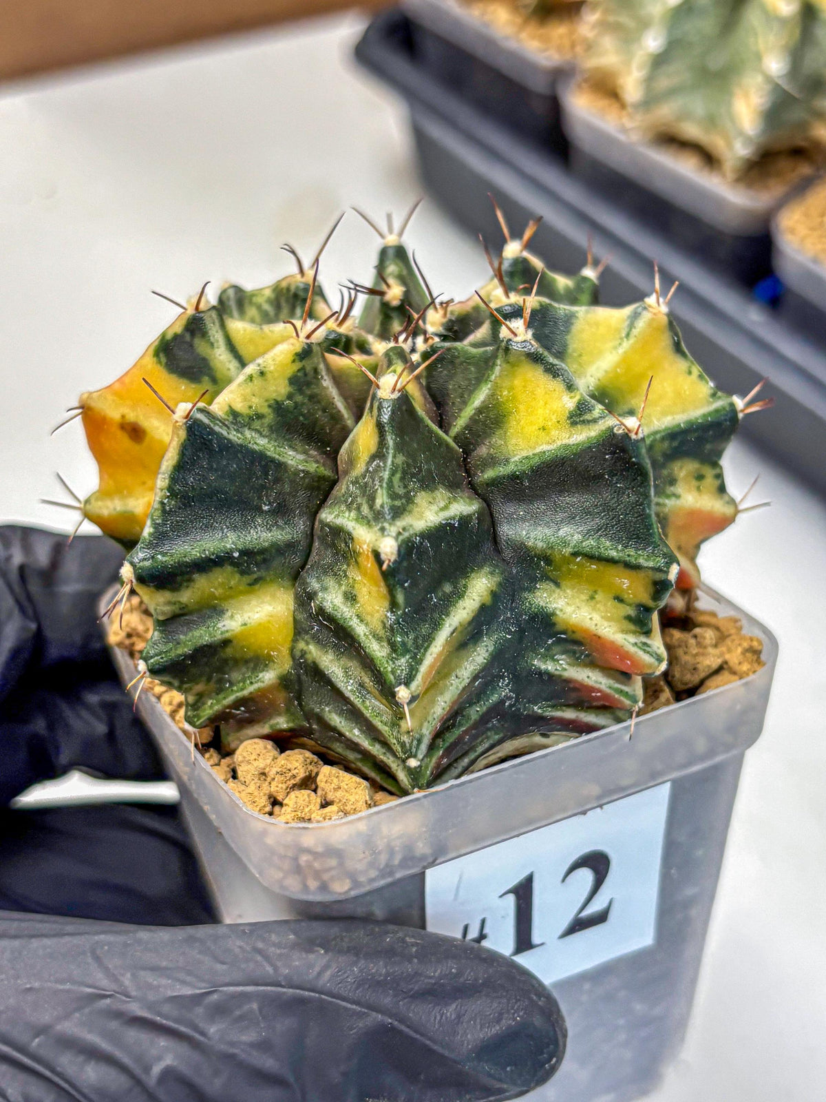 Gymnocalycium Mihanovichii (gy15) (12) | rare cactus Plants