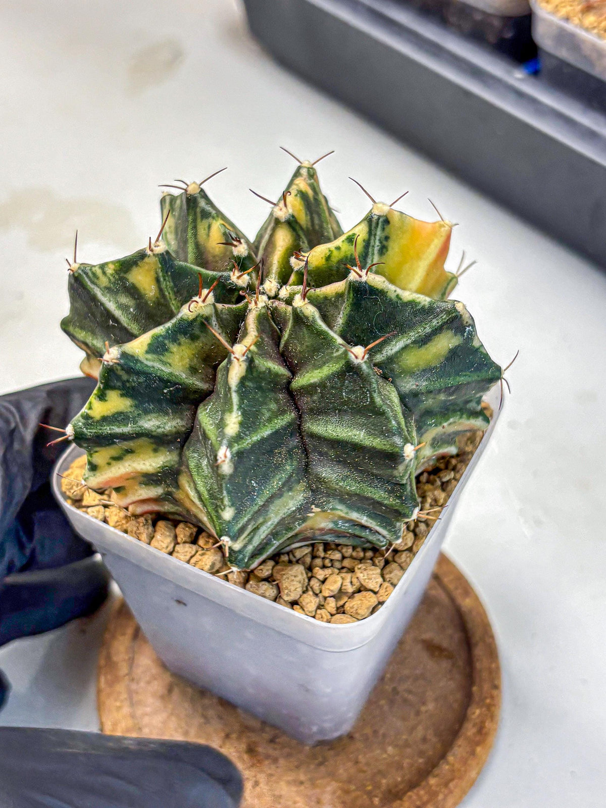 Gymnocalycium Mihanovichii (gy15) (12) | rare cactus Plants