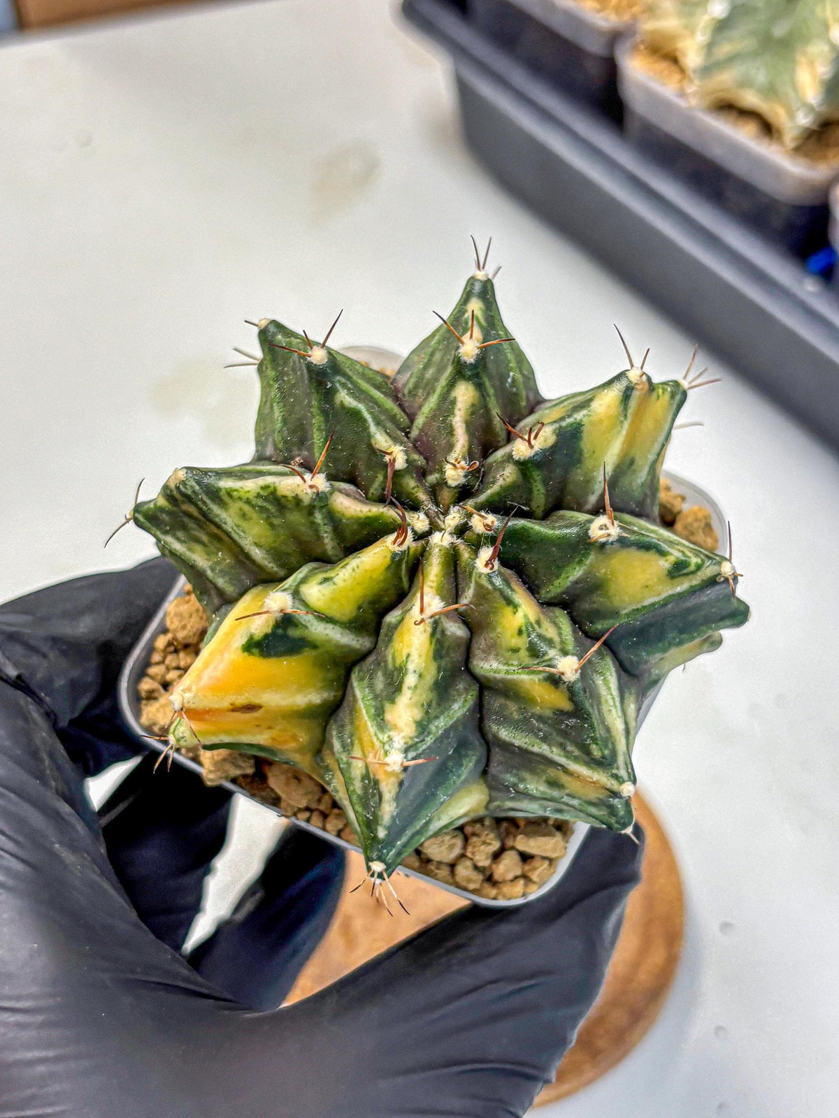 Gymnocalycium Mihanovichii (gy15) (12) | rare cactus Plants