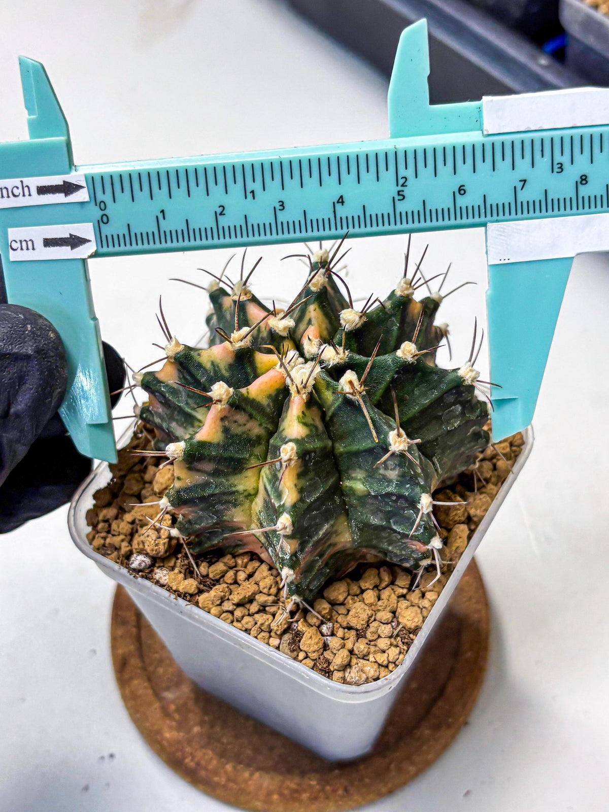 Gymnocalycium Mihanovichii (gy15) (14) | mineral water stains