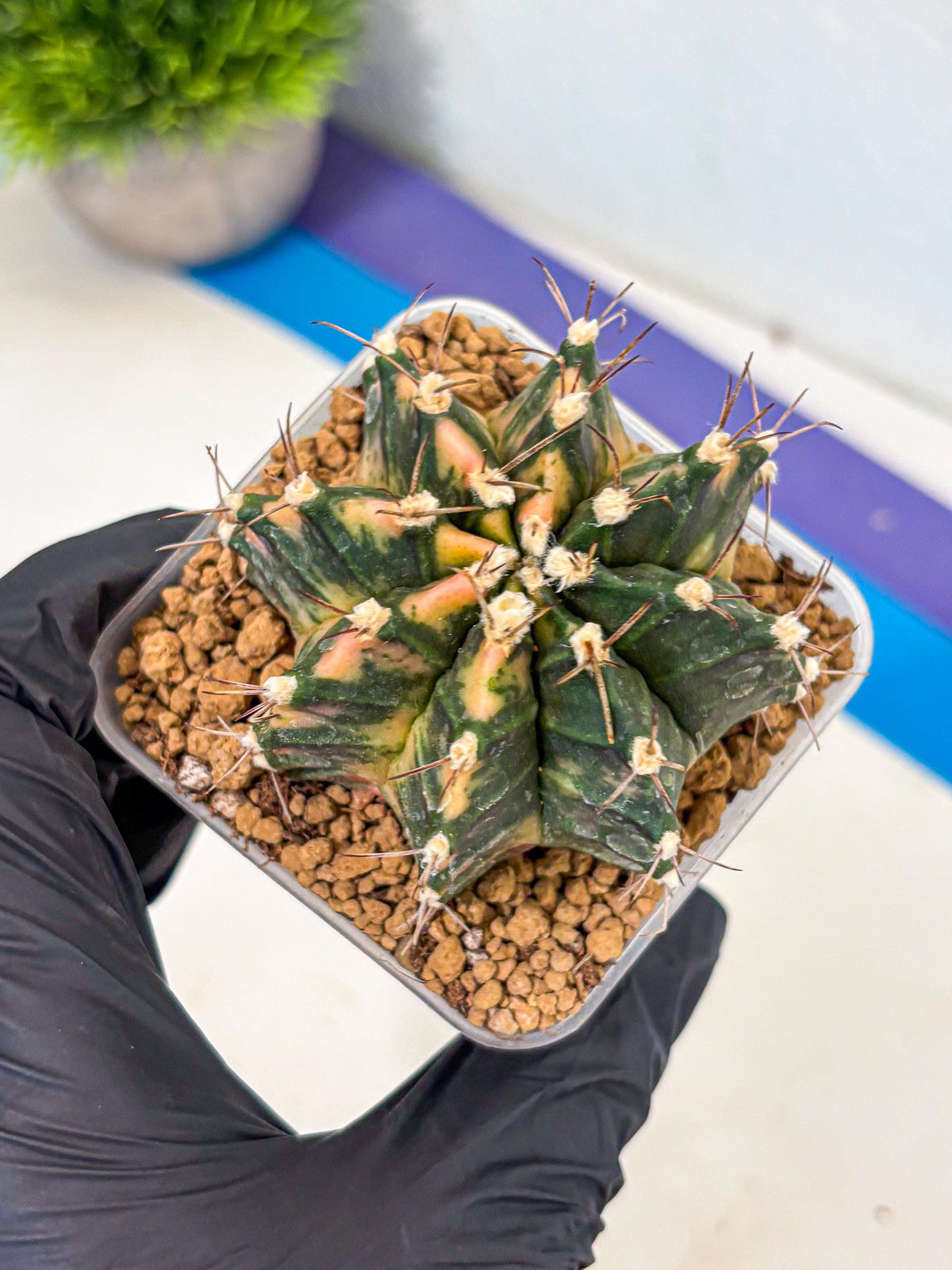 Gymnocalycium Mihanovichii (gy15) (14) | mineral water stains