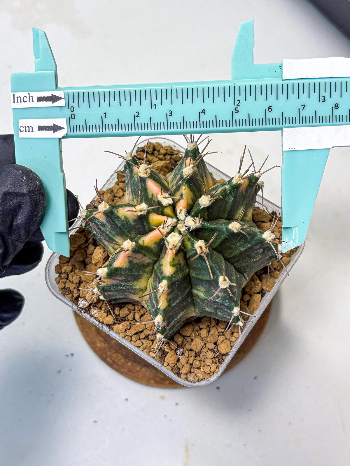 Gymnocalycium Mihanovichii (gy15) (14) | mineral water stains