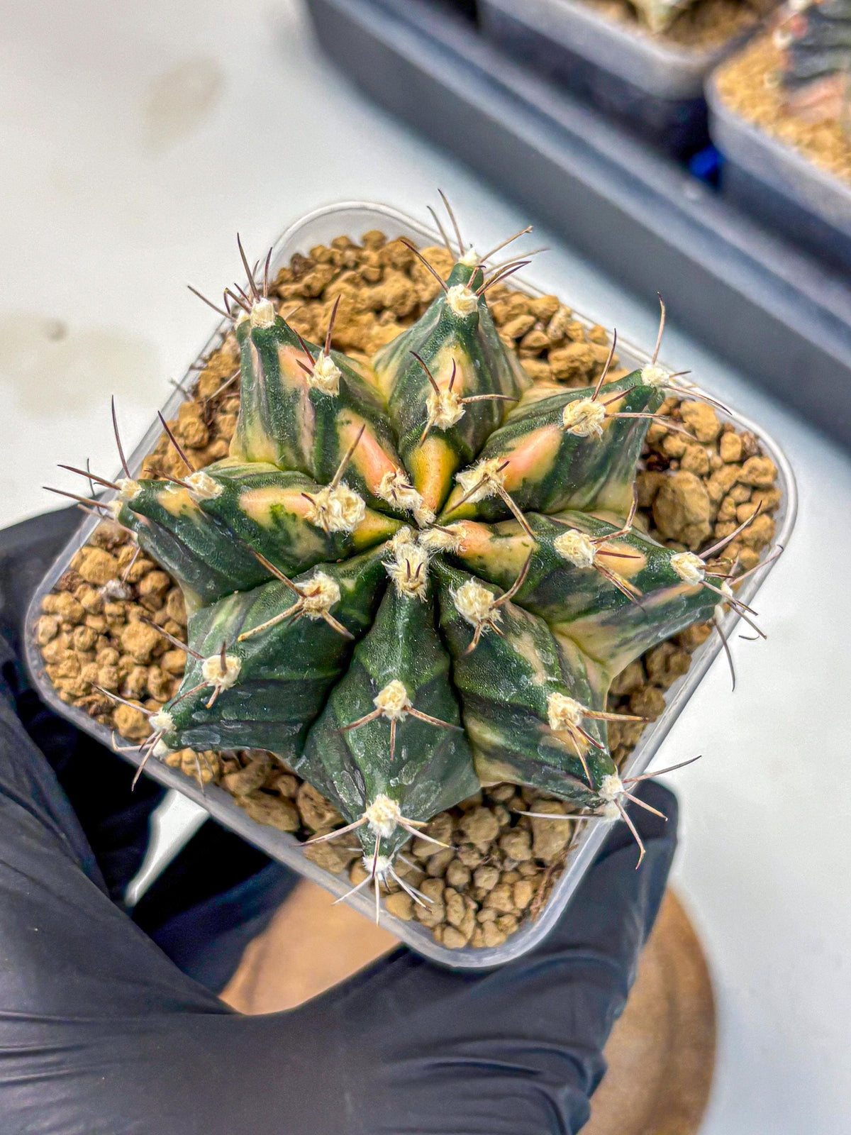 Gymnocalycium Mihanovichii (gy15) (14) | mineral water stains