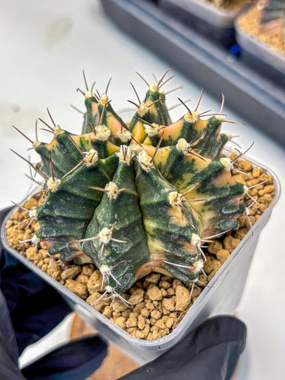 Gymnocalycium Mihanovichii (gy15) (14) | mineral water stains