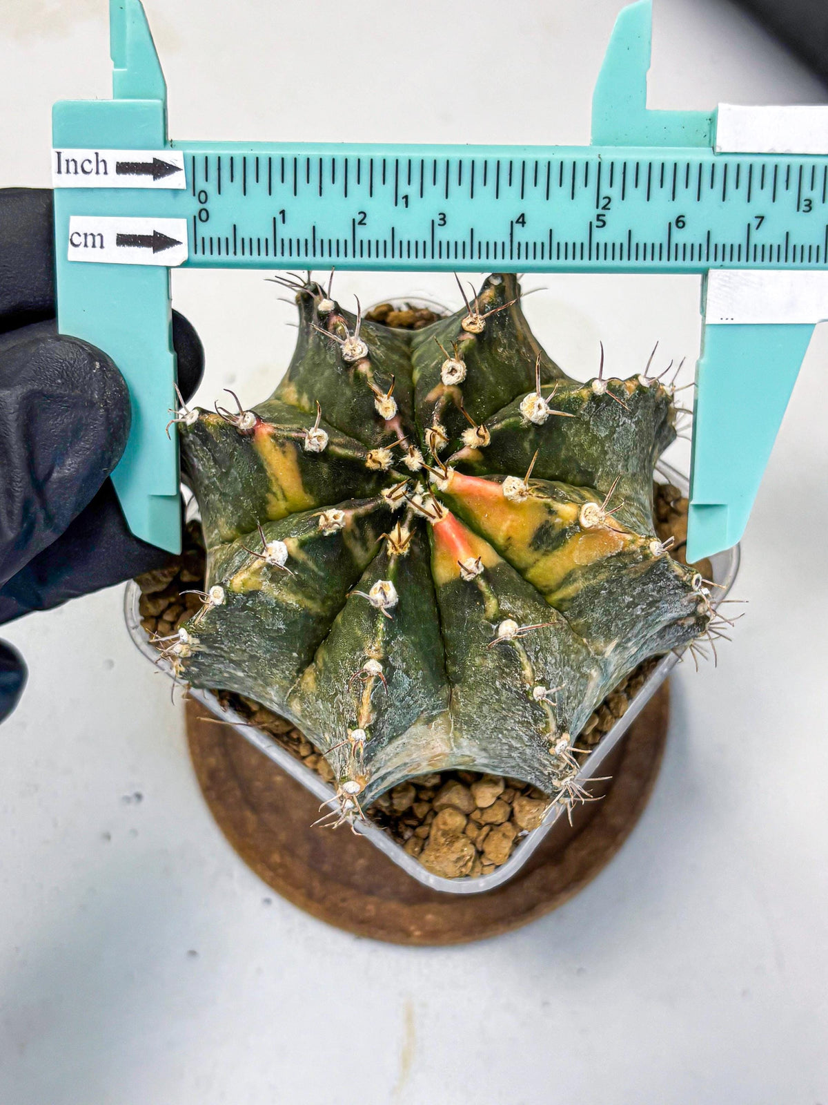 Gymnocalycium Mihanovichii (gy15) (15) | mineral water stains
