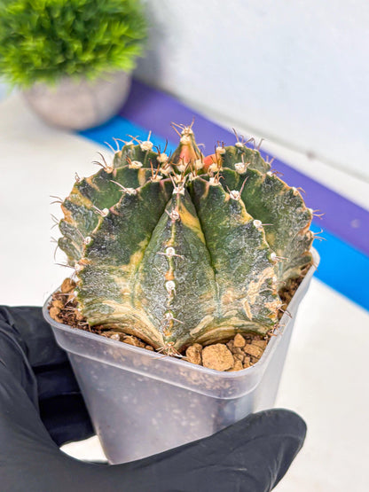 Gymnocalycium Mihanovichii (gy15) (15) | mineral water stains