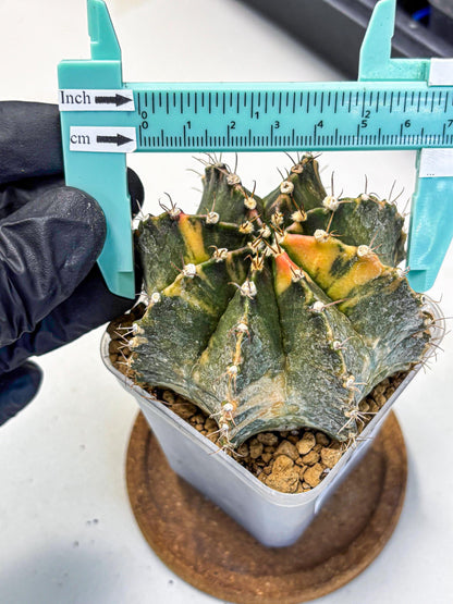 Gymnocalycium Mihanovichii (gy15) (15) | mineral water stains