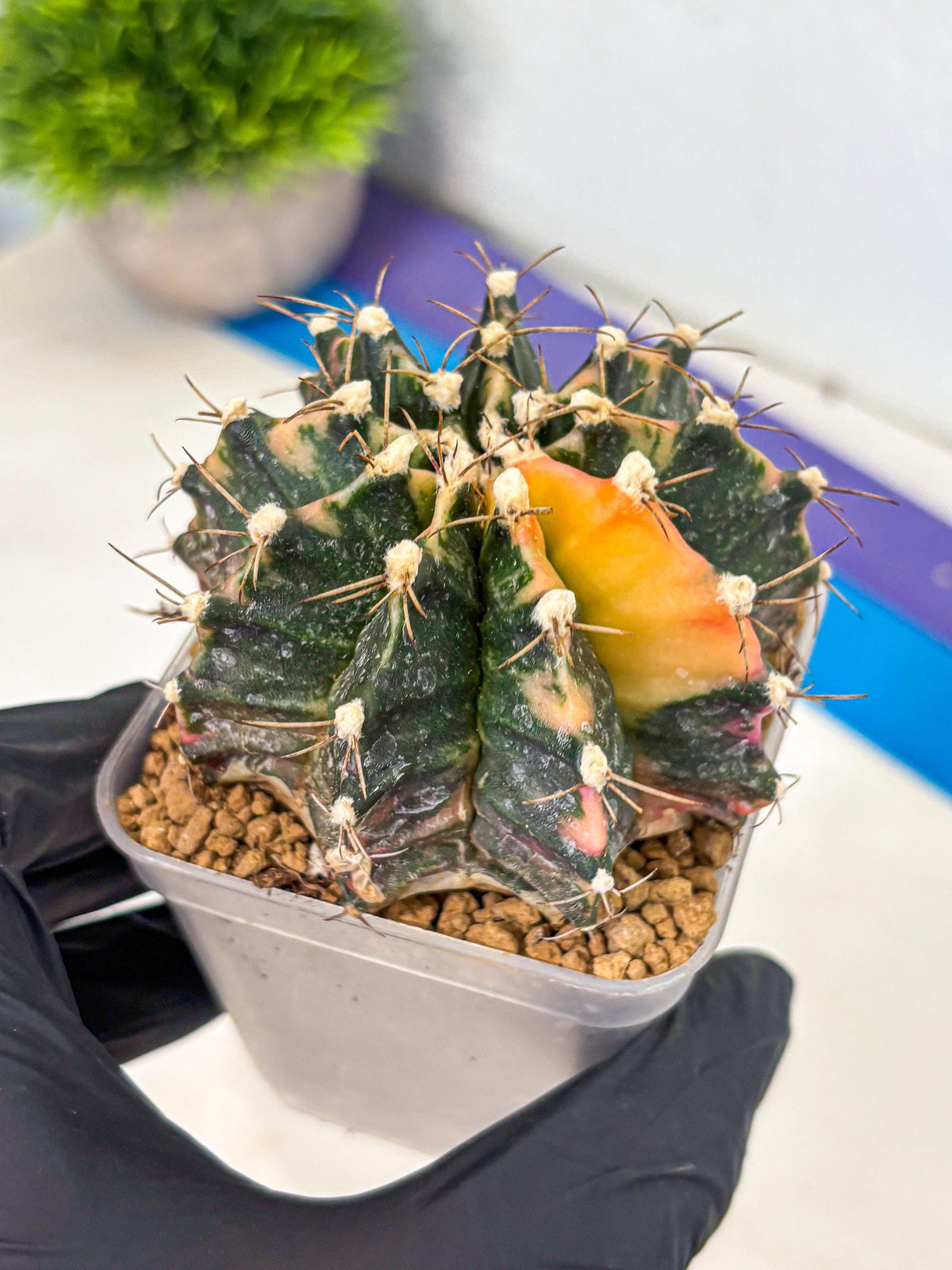 Gymnocalycium Mihanovichii (gy15) (18) | mineral water stains