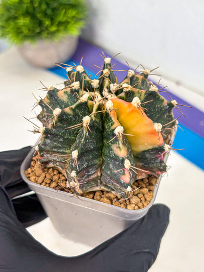 Gymnocalycium Mihanovichii (gy15) (18) | mineral water stains