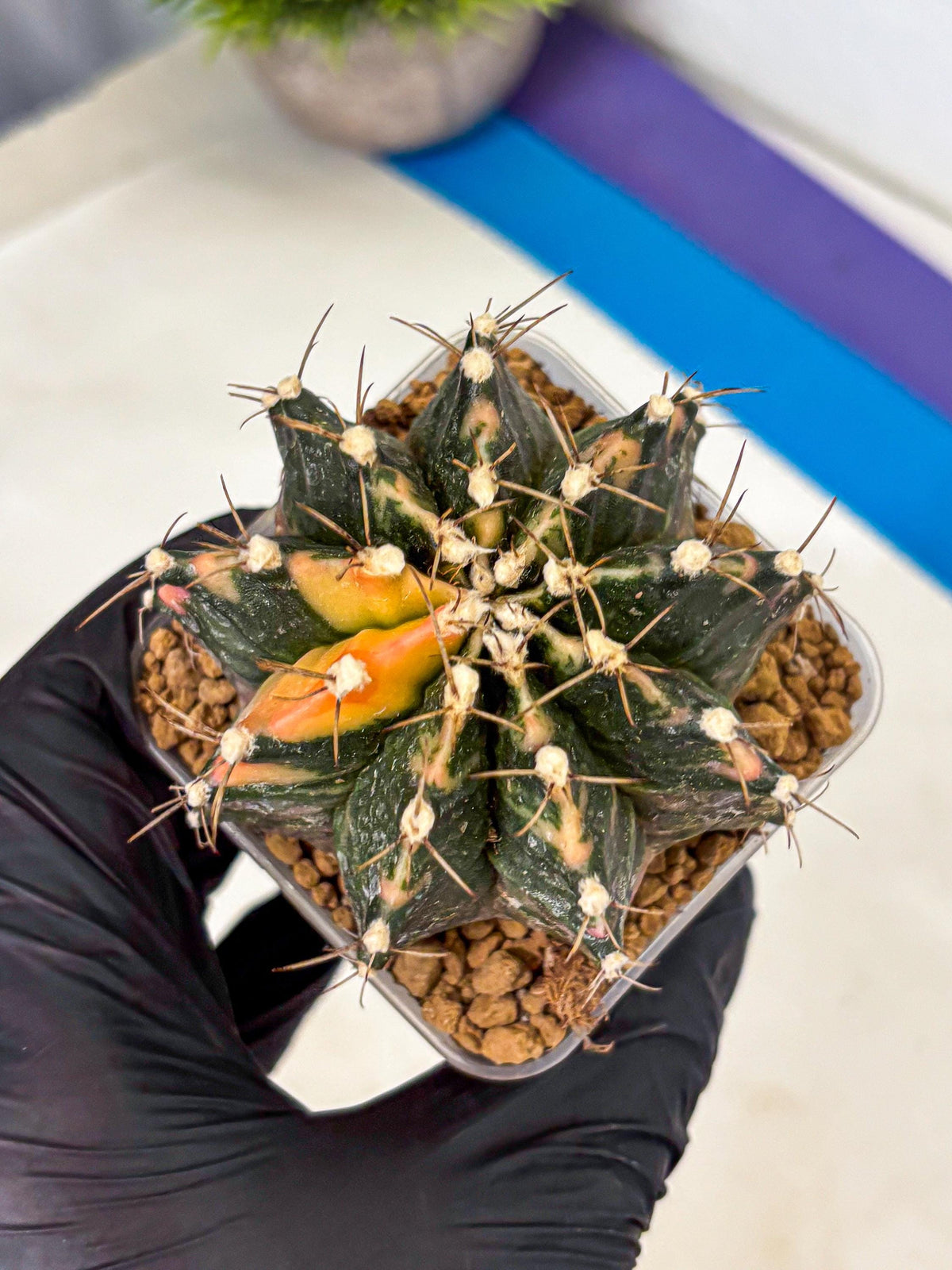 Gymnocalycium Mihanovichii (gy15) (18) | mineral water stains
