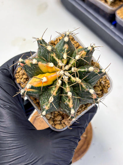 Gymnocalycium Mihanovichii (gy15) (18) | mineral water stains