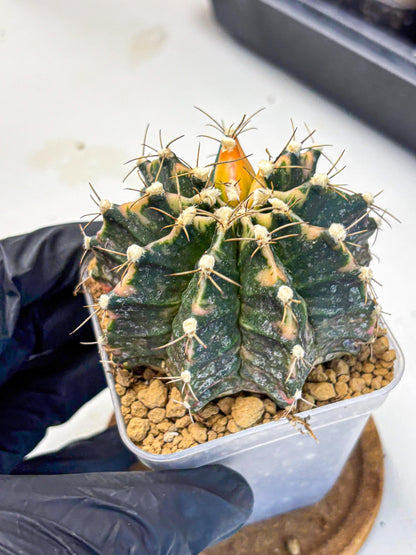 Gymnocalycium Mihanovichii (gy15) (18) | mineral water stains