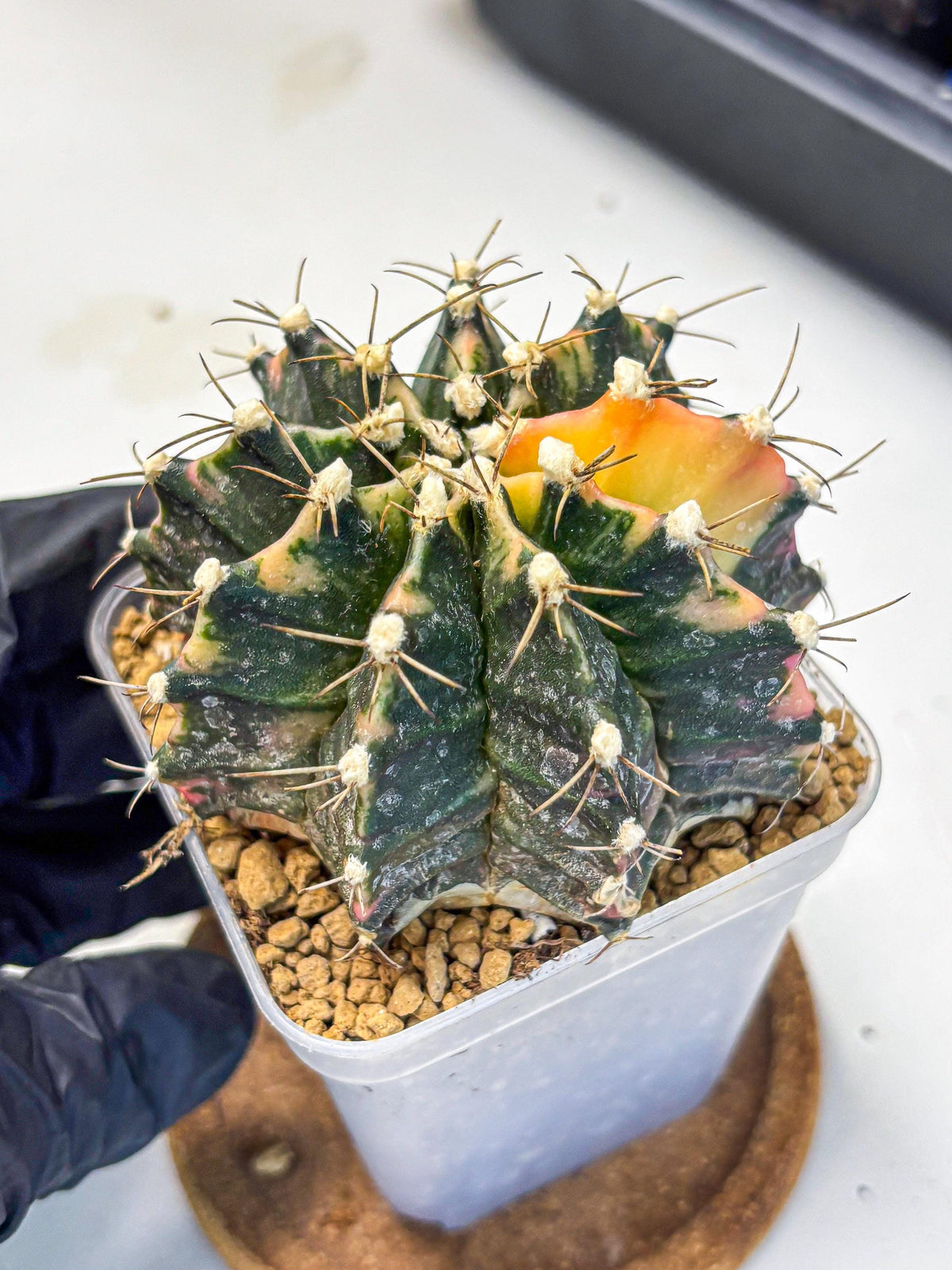 Gymnocalycium Mihanovichii (gy15) (18) | mineral water stains