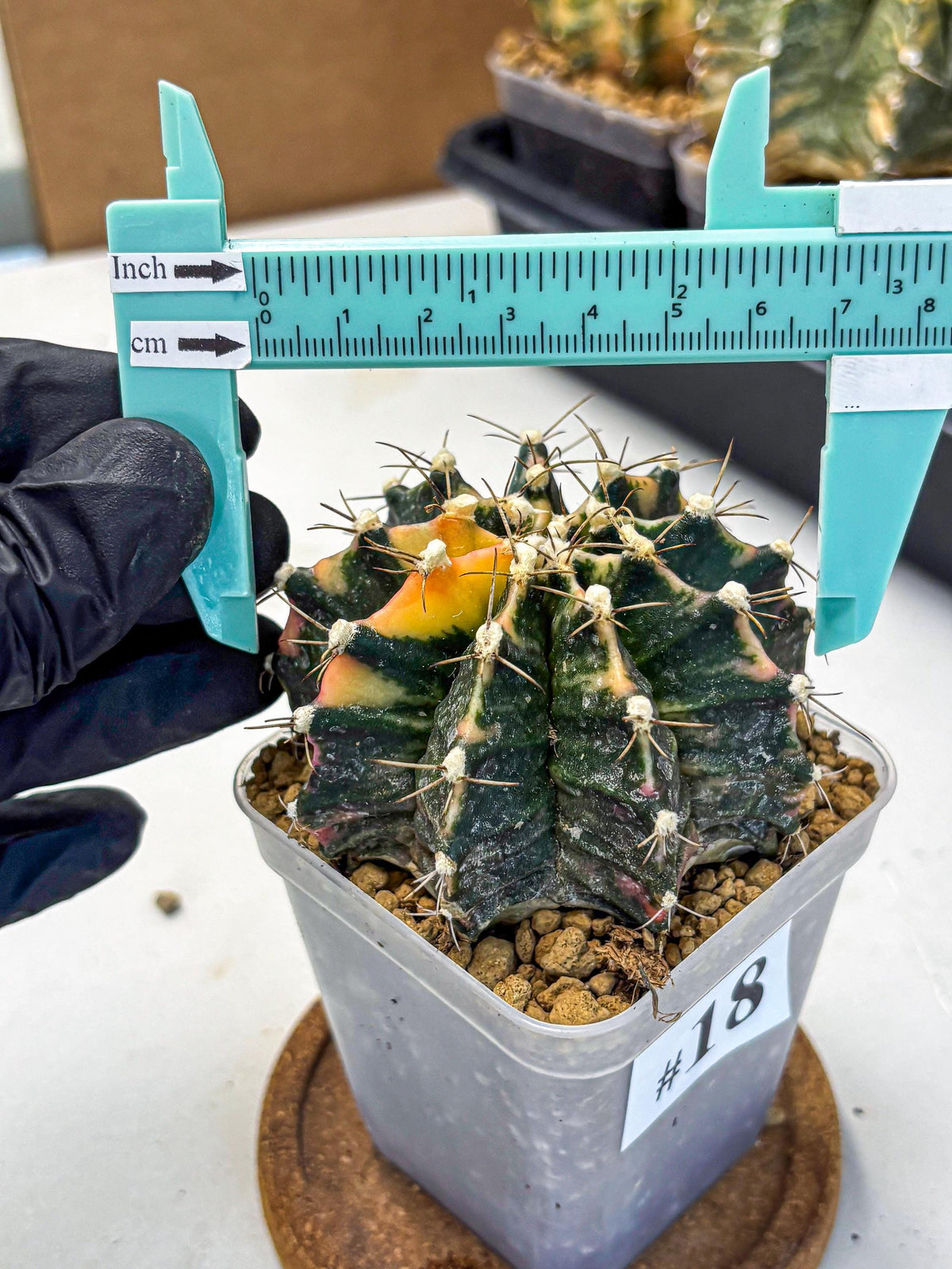 Gymnocalycium Mihanovichii (gy15) (18) | mineral water stains