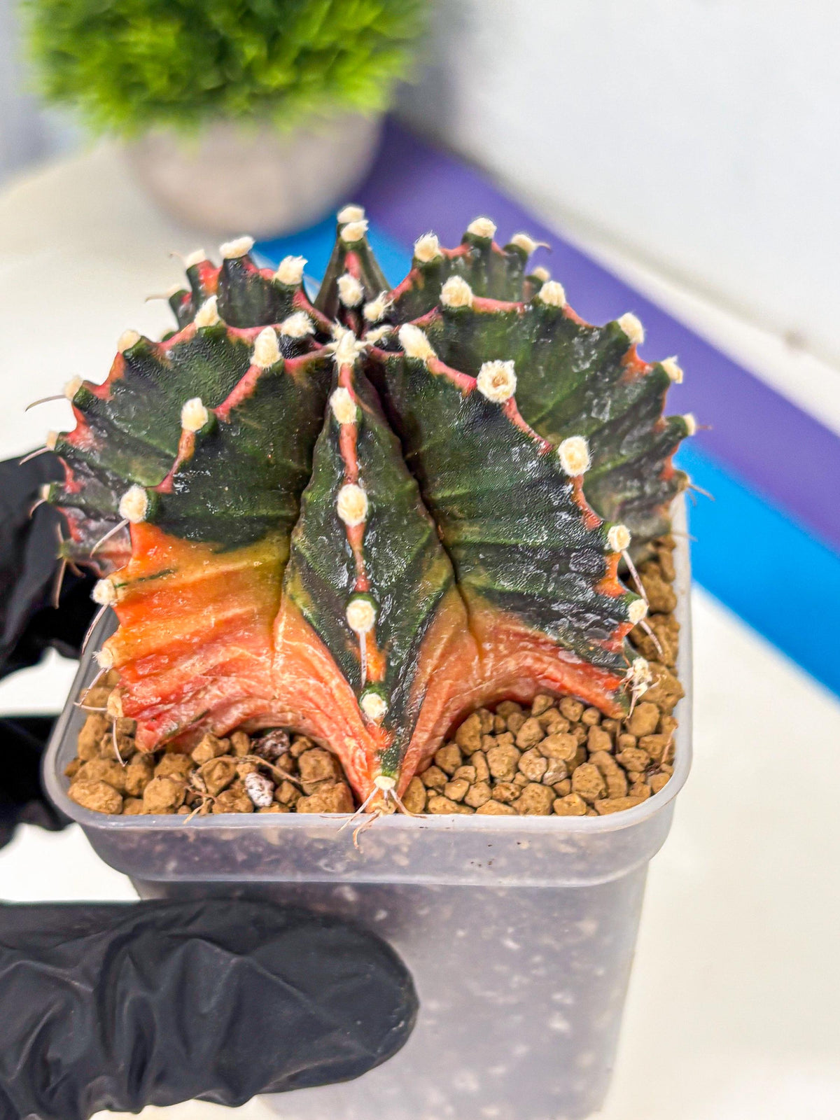 Gymnocalycium Mihanovichii (gy15) (pp) | mineral water stains