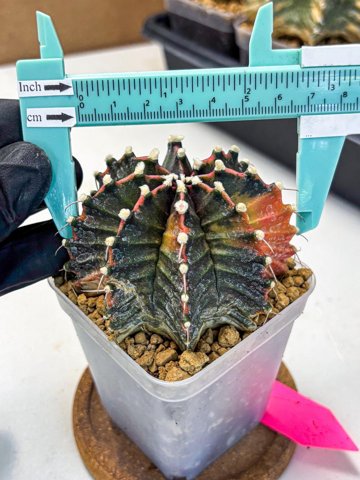 Gymnocalycium Mihanovichii (gy15) (pp) | mineral water stains