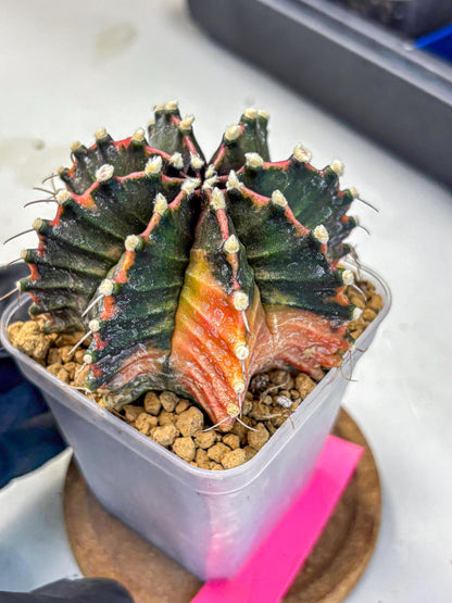 Gymnocalycium Mihanovichii (gy15) (pp) | mineral water stains