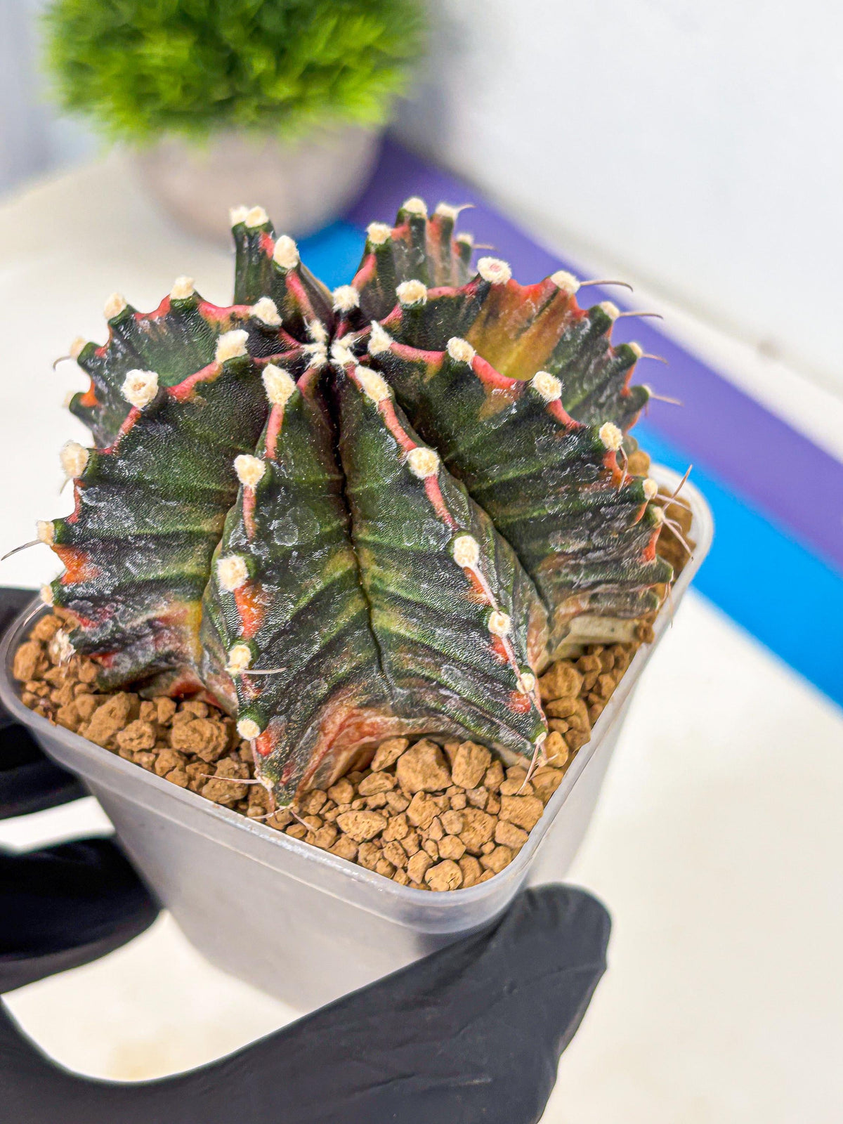 Gymnocalycium Mihanovichii (gy15) (pp) | mineral water stains
