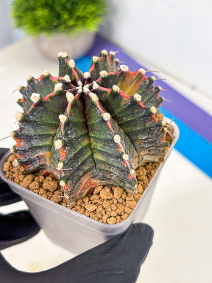 Gymnocalycium Mihanovichii (gy15) (pp) | mineral water stains