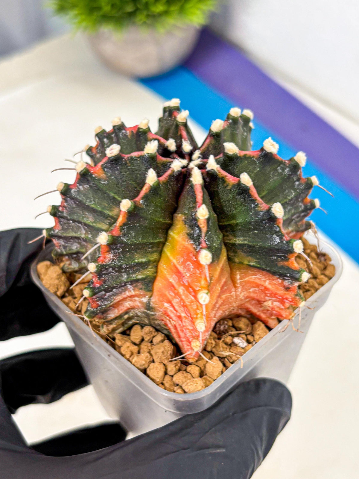 Gymnocalycium Mihanovichii (gy15) (pp) | mineral water stains